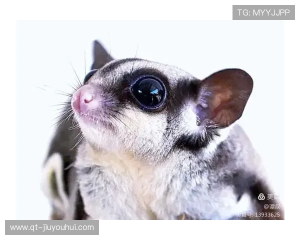 以足球队绚丽色彩交织的多面旗帜讲述团结与激情的华美精彩视觉盛宴